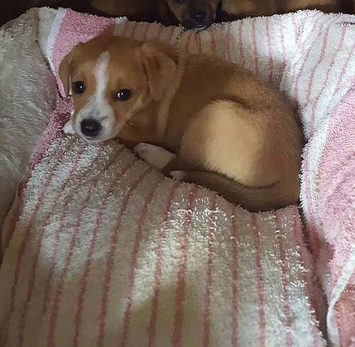 Beignet