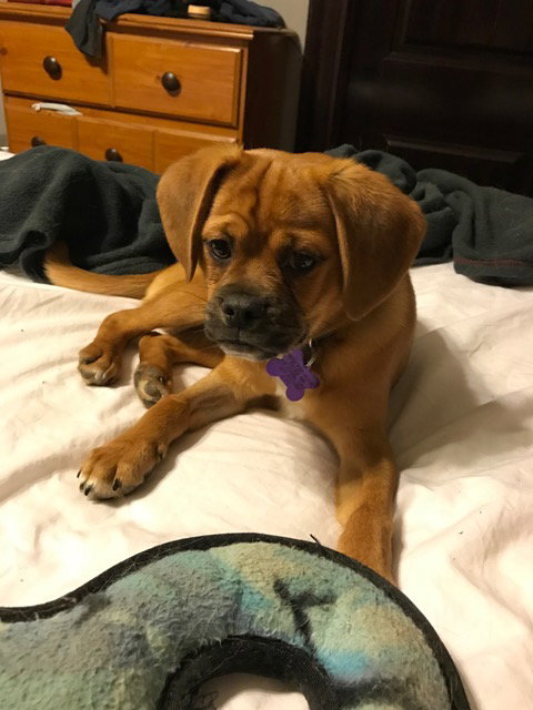Mojo