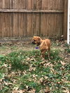 Mojo