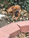 Mojo