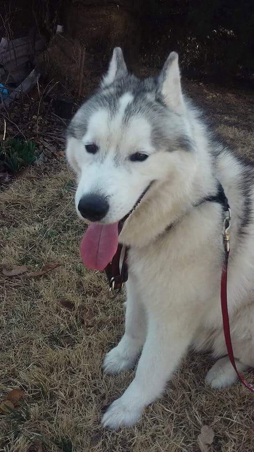 Koda