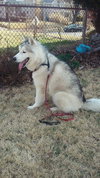 Koda