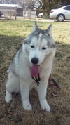Koda