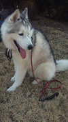 Koda