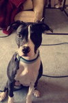 Addison