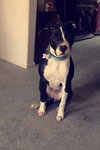 Addison