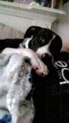 Addison