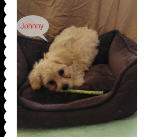 Johnny