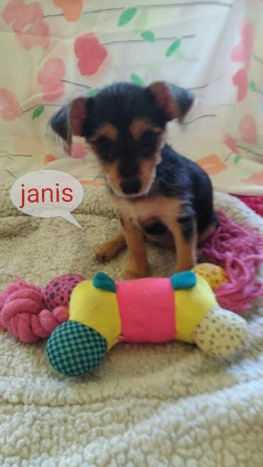 Janis