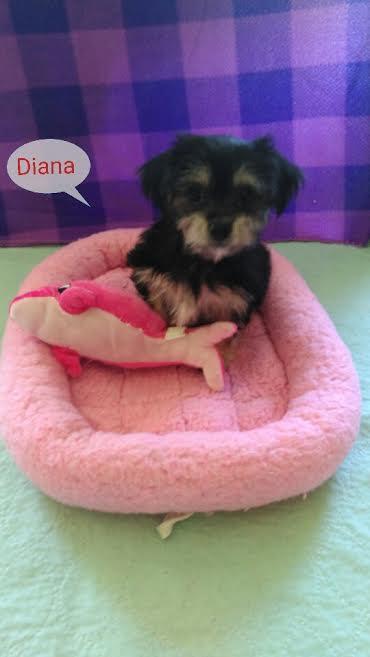 Diana