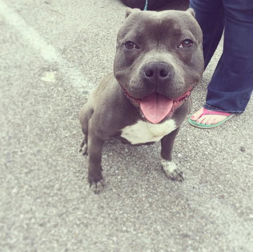 Rocco