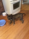 Rocco