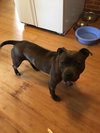 Rocco