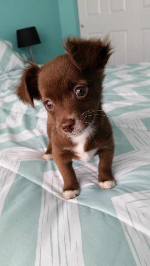 Chip