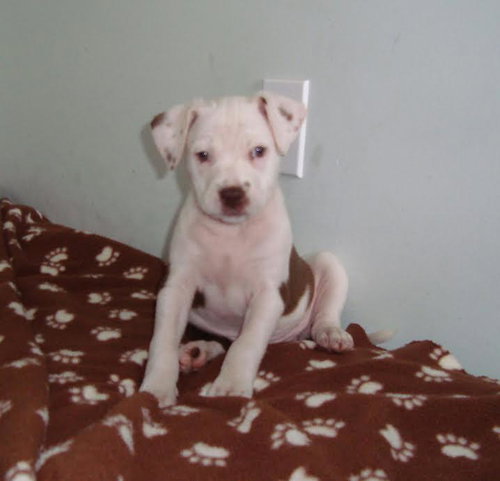 Miss Rose
