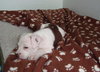 Miss Rose