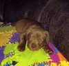 Miss Kate