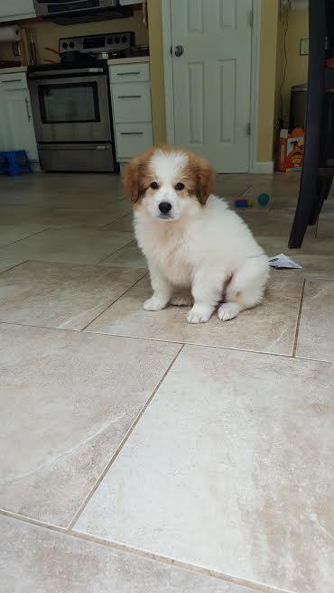Duchess