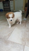 Duchess