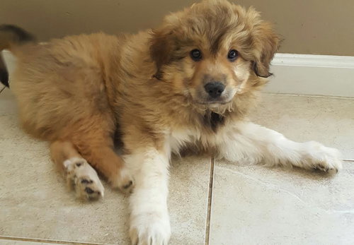 Duke