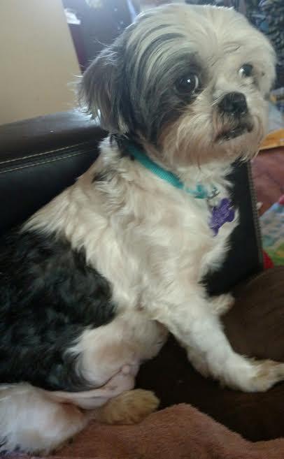Miss Molly