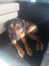 Tyson