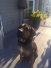 Tyson