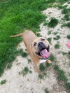 Nova