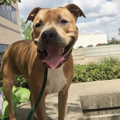 Nova