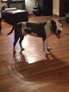 Baloo