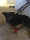 Lola