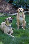 Max & Coco