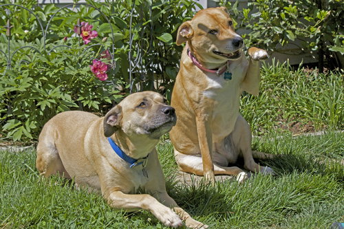 Max & Coco