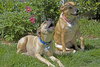 Max & Coco