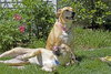 Max & Coco