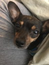 Frida