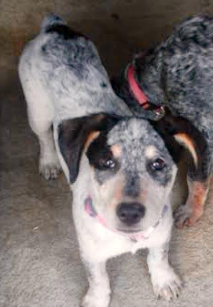 Clarabelle