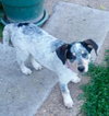 Clarabelle