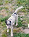 Clarabelle
