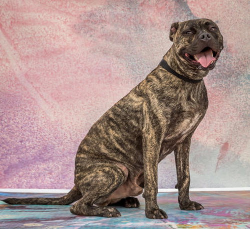 Taz