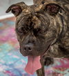 Taz