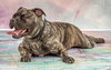 Taz