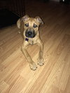 Bruno