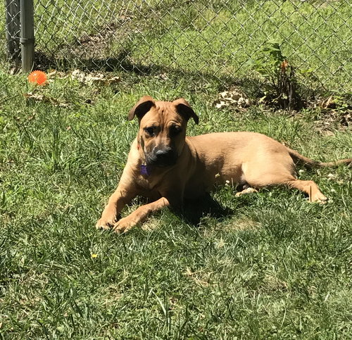 Bruno