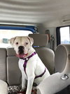 Baxter