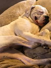 Baxter