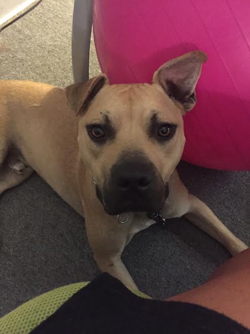 Bohdi (Courtesy Post)