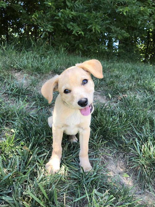 Mowgli