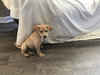 Mowgli