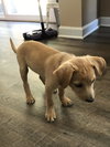Mowgli